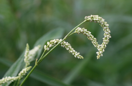 Ampfer Knöterich (Persicaria lapathifolia) - © Emanuel Trummer